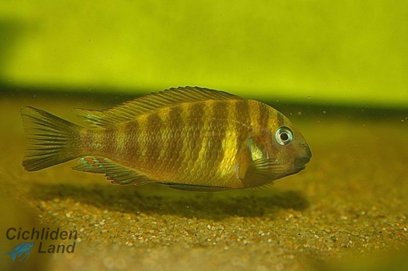 Tropheus sp. 'kipili' Ulwile Island